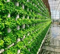 6 Reasons Why Vertical Farms Fail?