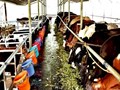 Dairy Farms in Uttar Pradesh to be relocated Away from Residential Areas in Compliance with NGT Guidelines