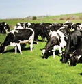 The ISRAELI model of the dairy Livestock Sector