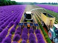 Lavender Farming to See Big Boom Under ‘One District, One Product’ Initiative in Jammu & Kashmir