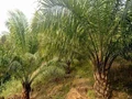 Govt. Plans to Promote Oil Palm Cultivation in 2.5 Lakh acres with ₹1000 Cr. Budgetary Support
