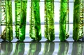 AI Predicts Algae Potential as an Alternative Energy Source