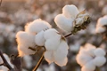 Organic Cotton Production hiked; M.P. & Odisha Leading the Way