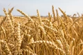 India to Export 500,000 tonnes of Wheat due to Rising Global Wheat Prices