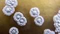 Desert Bacteria Release Potent Greenhouse Gas After Rain: Study