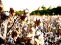 Organic Cotton Output is On the Rise, with M.P. and Odisha Leading the Way