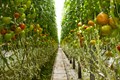 First in Fresh with Innovative Tomato Vine-Ripened, Greenhouse-Grown Fresh Tomatoes from  Fast Food Giant Wendy's by early 2019