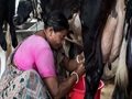Women Dairy Farmers in Assam Are Earning up to Rs. 10 Lakhs per year