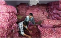 This New Technology Can Help In Reducing Onion Crop Wastage Up to 50%