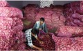 This New Technology Can Help In Reducing Onion Crop Wastage Up to 50%