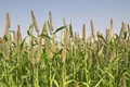 PAU’s Plant Breeding Dept develops Wonder Millet Variety; Touted as Perfect Food for Diabetes