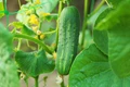 How to Cultivate Cucumber at Home: A Step-by-Step Guide