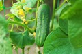How to Cultivate Cucumber at Home: A Step-by-Step Guide