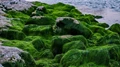 AI Helps in Growth of Algae for Producing Clean Biofuel
