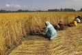 A Big Push To E-Procurement: Farmers Receive MSP For 14 Crops