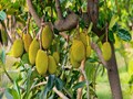 New Jackfruit Variety That Yields Early Is Set To Be Released