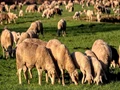 Integrating Sheep Development Scheme to Give Boost to Animal Husbandry Sector in J&K