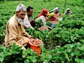 Agriculture Department Keen to Promote Organic Farming in Kashmir