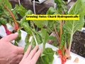 Hydroponic Swiss Chard Cultivation: Process, Uses, Nutrients and Health benefits