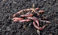 Earthworms can Enrich Soil Far More Quickly Than Previously Imagined
