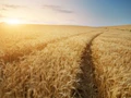 Russia Bans Grains Export To Ex-Soviet Countries Until June 30