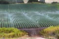 Wheat Farmers Alert! Experts Advise Light Irrigation for Crops as Temperature Rises