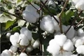 Cotton Exports in 2018-19 expected  to Jump 43 percent