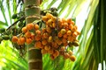 Government Imports Arecanut from UAE & Singapore