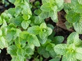 How to Grow Mint (Pudina) at Home? A Complete Guide