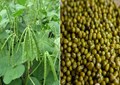 Green Gram (Moong) Cultivation: 7 High Yielding Varieties for Zaid Season; Earn up to Rs 1 lakh during Offseason!