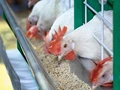 Paddy Crisis Worsens Telangana's Soaring Poultry Feed Cost Situation