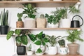 Grow These 6 Feng Shui Plants for Good health, Wealth & Luck