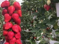 How To Grow Strawberries Vertically: A Step-By-Step Guide