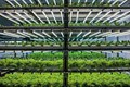 Govt. is Providing Subsidy For Hydroponics & Aeroponics Farming