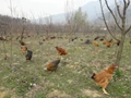Integrate Poultry with Horticulture for Enhancing Income