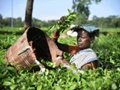 Cardamom, Tea Crops affected with Heavy Monsoon Rains
