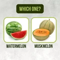 Musk Melon Vs. Watermelon: What Is the Difference & Which One is Better In Terms Of Nutrition?
