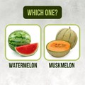 Musk Melon Vs. Watermelon: What Is the Difference & Which One is Better In Terms Of Nutrition?