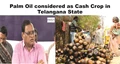Palm Oil considered as Cash Crop in Telangana State