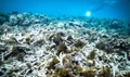 Great Barrier Reef is Experiencing 6th Mass Bleaching Event, says Coral Scientist