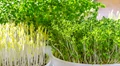 How To Grow Microgreens For Health Benefits