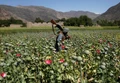 Cultivating Opium Can Be Profitable; Learn How