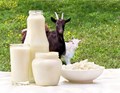 How Goat Milk Can Help Boost Your Immunity and Good Health