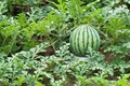 How to Grow Watermelons in Containers Read Here!