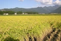 Importance of Seed Dormancy in Rice Seed Production
