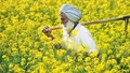 Despite Good Prices, Mustard Farmers Are Still Unable To Make Profit in Haryana