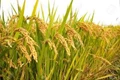 Punjab Agriculture University Advises which Variety to Sow  Rice (Paddy)