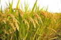 Punjab Agriculture University Advises which Variety to Sow  Rice (Paddy)