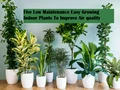 5 Easy-To-Grow Plants That Improve Indoor Air Quality Miraculously!