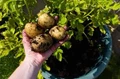 How to Grow Potatoes in a Container?